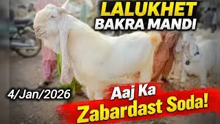 Lalukhet Bakra Mandi Latest Update || 4/Jun/2026 || Dalfa Cattle Show Update 💫 Season 2026