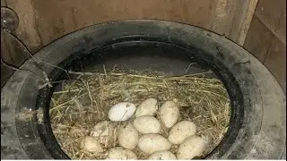Kazlarımız gurk olmadı kazları nasıl gurka hazırlarız.