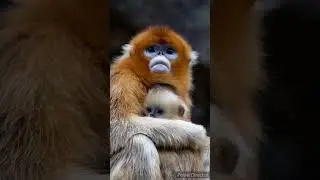 Cute golden brown monkey 🐵🐵🐵🐵#shorts
