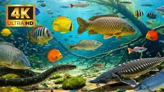 Amazing Sea Life Hidden Depths | Ultra HD 4K for Stress Relief & Focus