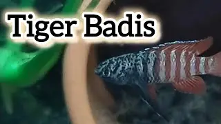Tiger Badis Care Guide! Tips for Keeping Healthy Fish