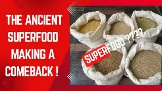 Millets &ndash; The Forgotten Magic Grain | Time to Return to Our Roots!
