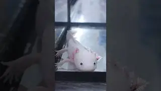 Understanding Limb Regeneration in Axolotls