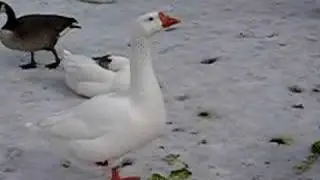 Feral Goose