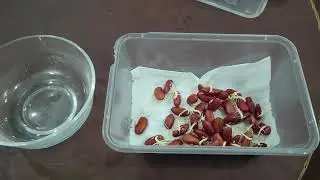 Kidney seed (red Lobia)(rajmah)