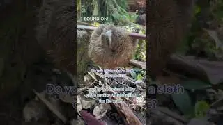 🦥Baby Sloth is calling for Mom: Heartwarming Connection!