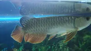 Anakan Arwana Golden 24K Crossback Blue Base belum white tank treatment