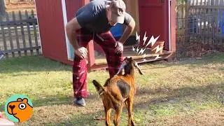 Tiny Goat Lights Up When She Sees Her Dad | Cuddle Buddies