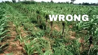Planting too Many Crops is Wrong ; Here&rsquo;s Why