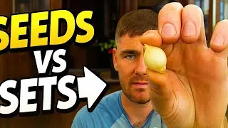 Onion Sets vs Seeds: What&rsquo;s Better for Your Garden?