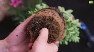 Strauchveronika einpflanzen im Garten | Pflanzen-Kölle