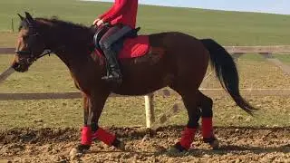 Horse riding - SLOW MOTION //Frida