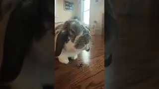 It&rsquo;s treat time for Thumper!!!! ❤️#cutebunny #treattime