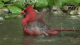 Beautiful Bird Cardinal - Another World