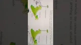 Bryophyta . liverwort - marchantia. a.female thallus .b. sphagnum