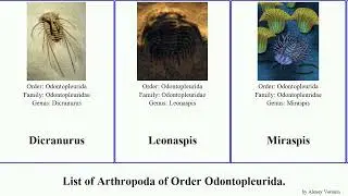 List of Arthropoda of Order Odontopleurida. Selenopeltis Leonaspis Futuremono Dicranurus Acidaspis