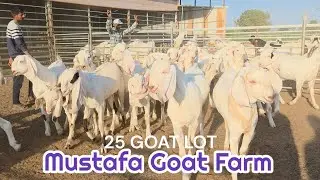 Sojat small wholesale lot | Mustafa Goat Farm | Badarpur