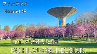 春が到来したヘルシンキ市ロイフヴオリ桜公園でちょうど満開の桜が朝日に美しく映える景色をお楽しみ下さい。Roihuvuoren kirsikkapuisto Hki keväällä 13.5.2023