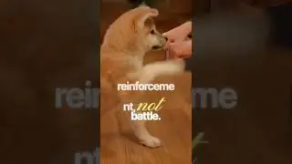 Teach Your Dog Drop