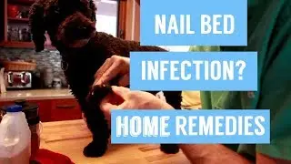 Dog Nail Infection: 7 Holistic Remedies