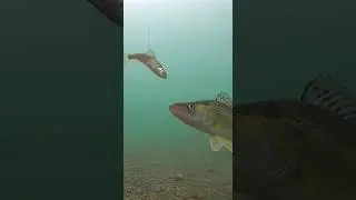 Ice fishing walleye #walleyefishing #fishing #ice #fish #icefishing