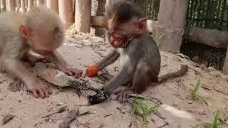 Play and share the rice with me