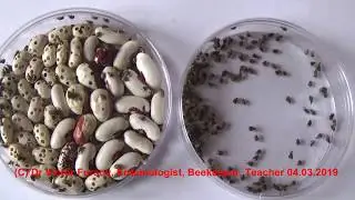 How to Get Rid of Bean Weevils & Avoid Infestation by Acantoscelides obtectus?