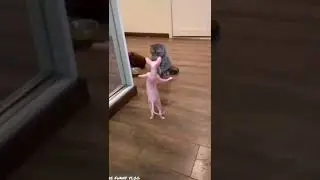 🤣🤣🤣#funnymoments #petsfunvideos #funnyvlog #petslover #petstains #shortsfunnyclips