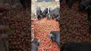 The pigs seem to be enjoying their meal in a natural setting