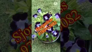 Предложение по экзотическим цветовым сочетаниям Torenia #salem #nursery