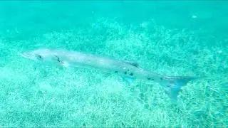 Best Snorkeling Riviera Maya