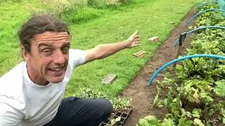 How to grow Beetroot