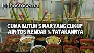 BASIC CARE DAN TIPS UNTUK PEMULA YANG MAU MEMELIHARA TANAMAN KARNIVORA (SARRA, NEPE, VFT, DROSERA)