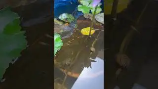 My Natural fish ponds 🥰 with guppies #shorts