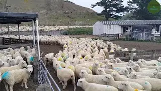 Amazing Sheep Farm In New Zealand / The Biggest and Most Successful Ram Breeding Farm in New Zealand
