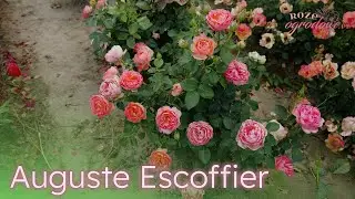 Piękna, zmienna kolorystyka r&oacute;ży rabatowej Auguste Escoffier
