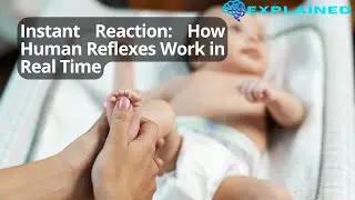 Instant Reaction: How Human Reflexes Work in Real Time