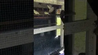 Time to clean the dove cage #shorts #doves#birds #fyp #fypシ#viral #subscribe