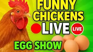   🐔 Fancy Chicken Farming | Ando Se Chooze, Organic Poultry Setup, Zero Investment#birds #incubator 