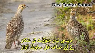 Desi Teetar Jody ki Awaz | Francolin Hunting Call in Jungle | Female Partridge Hunting Sound