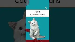 Quiz: Lifetime from cats? Did you know it? #catoftheweek  #quiztime #quiztest