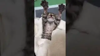 Cats❤️#cat #cats #shorts #catlover #catvideos #catlovers #catshorts #funny #funnyvideo #funnyshorts
