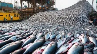 P&ecirc;che G&eacute;ante de Morues &ndash; Des Milliards Trait&eacute;es sur des Navires de P&ecirc;che Ultra Modernes !