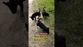 Rottweiler cute baby girl full action @DevDhankher143 #funny #shortsfeed #shorts #ytshorts #dog