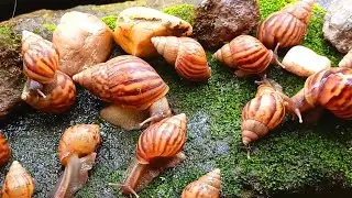 The Amazing Adaptation of Snails, more than just a shell #nature #SnailAdaptations #MolluscMarvels