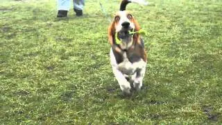 Running Basset