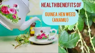 Health Benefits of GUINEA HEN WEED (Anamu) Tea| How to make Anamu tea
