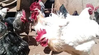 KARI Improved Kienyeji chicken farming @Homerange Poultry Farm Smart Farm Chicken Farming