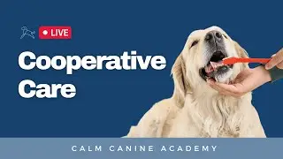 Cooperative Care For Sensitive Dogs
