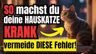 Dieser Fehler ruiniert Wohnungs- und Hauskatzen: Du meinst es gut – und machst es schlimmer!